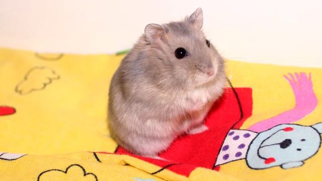 "Paradise Hamster" Р-1.