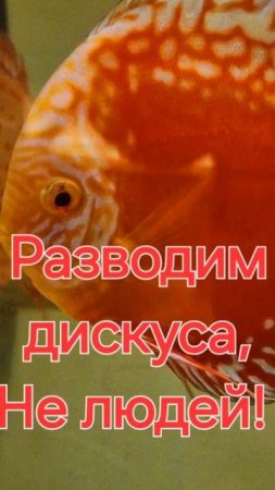 Дискуса будет много!