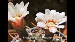 На каком сайте без модерации и бесплатно добавить объявление о продаже суккулентов