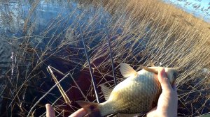 Рыбалка весной 14.04.2025, ловим карася на кивковую и поплавочную удочку