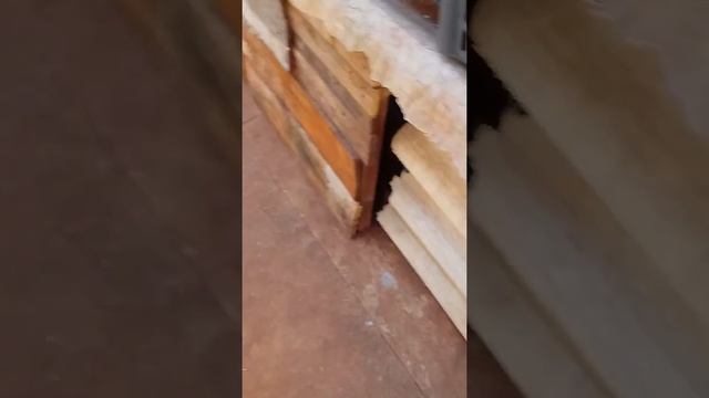 Microenxertos com quase 3 meses смотреть онлайн