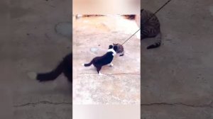 Прикольчик