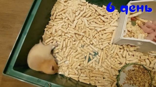 ХОМЯЧКИ ОТ РОЖДЕНИЯ ДО 10 ДНЕЙ (HAMSTERS FROM BIRTH TO 10 DAYS)