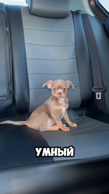 Поздравление с днем рождения #собака #чихуахуа #прикол #юмор #собаки #животные #chihuahua смотреть онлайн