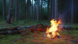 📺 Костер в заброшенном месте в старом лесу 🌲Успокаивающие звуки