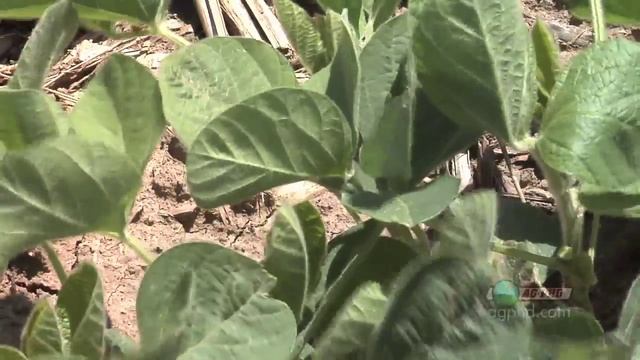 New Soybean Seed Treatments #619 (From Ag PhD #619 2/14/10) смотреть онлайн