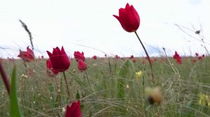 Донскую степь украсил благоухающий ковер из разноцветных тюльпанов