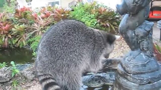 Possum Posse Ellie Mae Raccoon Yard Play