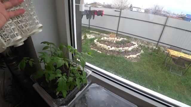#Влог /Уроки для Насти в "Умикум" / Моя петуния гибнет / Погодный беспредел на юге