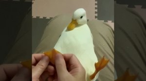 Модный гусь, по делам я прусь..😄