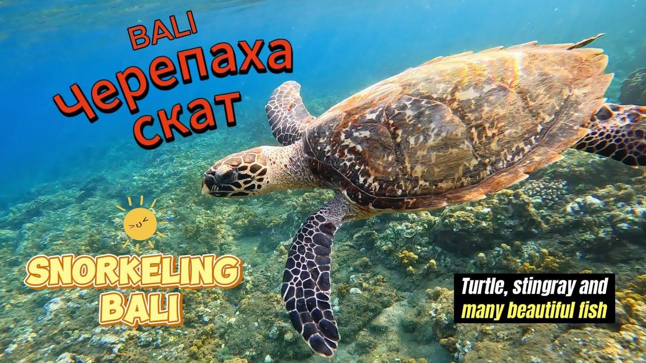 Красивая черепашки и скат. Снорклинг на Бали./Beautiful turtles and a stingray. Snorkeling in Bali.