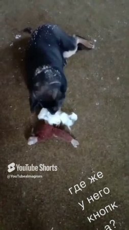 Собака порвала игрушку.