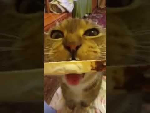 Кушай кошка кушай
