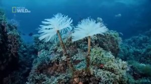 BBC NAT GEO WILD . Дикая природа    Португалии.  Фильм документальный