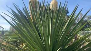 Yucca treculeana : floraison et culture