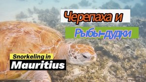 Черепаха и рыбы дудки/海龟和鱼管/Turtle and fish pipes