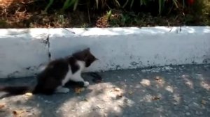 Котёнок поймал змею