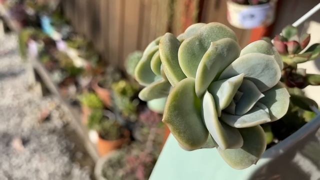 SUCULENTAS DE SOL PLENO. SAIBA COMO CULTIVAR A GRAPTOVERIA LOVELY ROSE REVERSA.