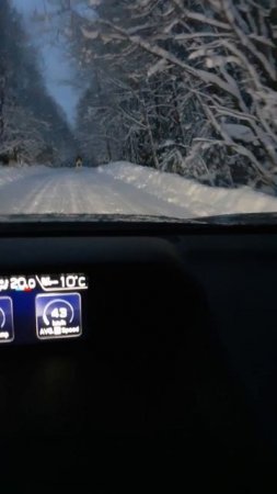 Лоси на дороге