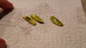 Growing Delonix regia (Royal Poinciana) from seed part 2