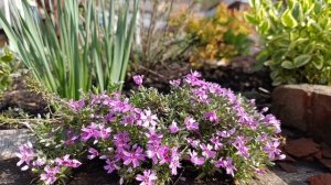 1 апреля в саду #сад #цветыдлядуши #garden