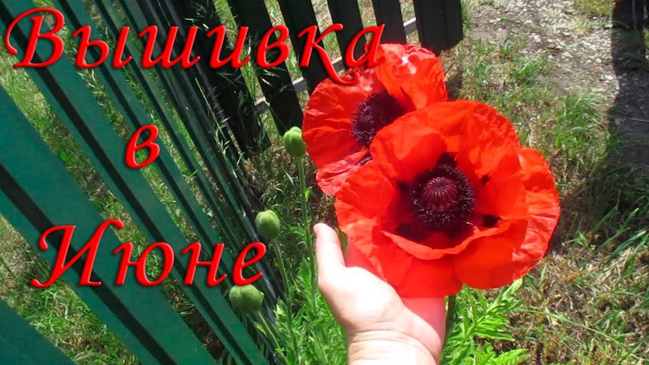 Вышивальный июнь \ Алла Ерохова "Лучшие ботанические мотивы" смотреть онлайн