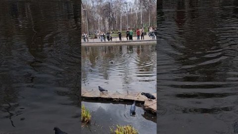 #ПаркДинамо #Воронежскиепарки #утки #уточки #Воронеж #отдыхвпарке #прогулка в парке #отдыхвпарке