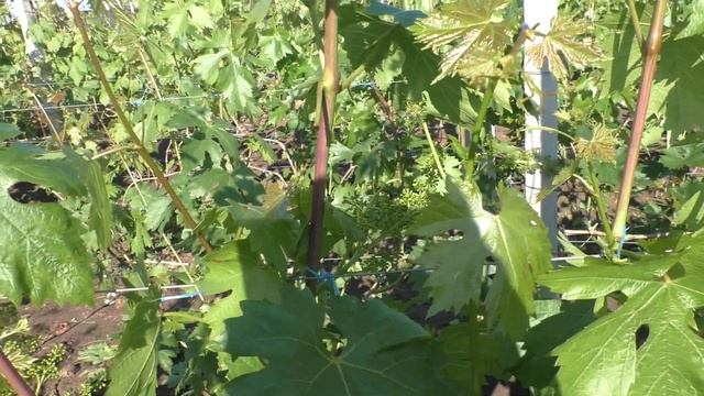 ВЫВЕДЕНИЕ ВИНОГРАДНЫХ КУСТОВ ИЗ ЗАЖИРОВКИ.АНОНС-ПРИМЕНЕНИЕ ГИББЕРЕЛЛИНА.