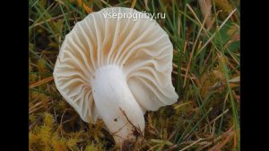 Какие грибы из семейства гигрофоровых встречаются в наших лесах