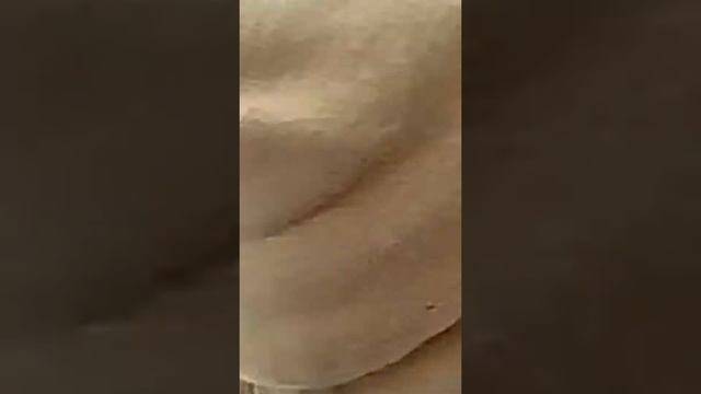 Я пытаюсь покормлить белку(Маша Б.) смотреть онлайн