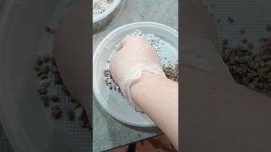 грунт для крассулы