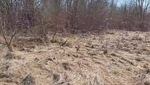 Пчёлы пережили похолодание