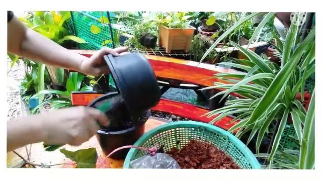 #ต้นเงินไหลมา#ไม้มงคลไม้ประดับ#มุมความสุขจูน смотреть онлайн