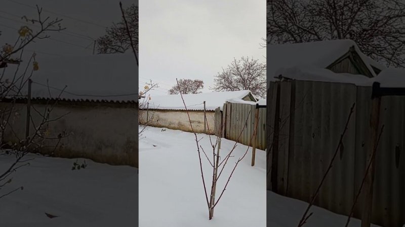 Снег на Юге.