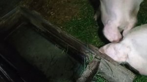 Чем осенью кормлю свиней!