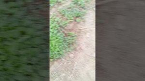 Сидераты под томаты и последний снег в теплицу)