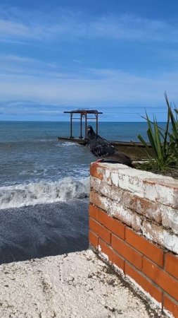 Голубь кажеться собрался нырнуть в море- но передкмал