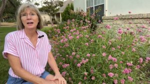 Gomphrena Globosa - Fireworks Variety