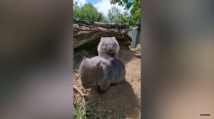 Пушистые смешавки.21