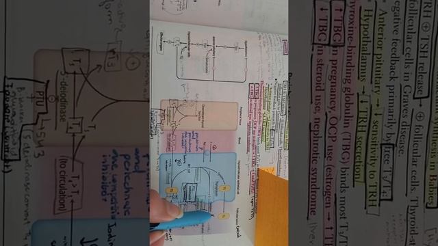 Thyroid hormone synthesis