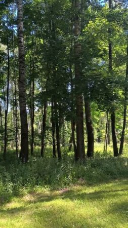 Деревья в парке