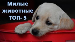Милые животные - смешные видео с животными - развлечение