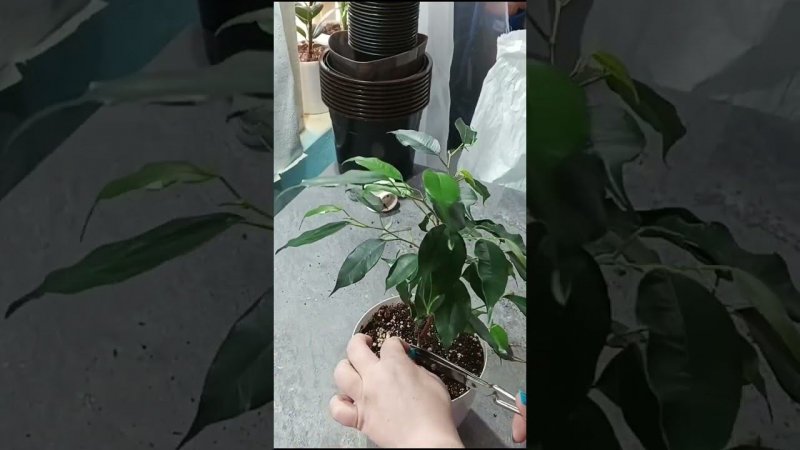 Весенняя прищипка фикуса #весна #фикусбенджамина #ficus