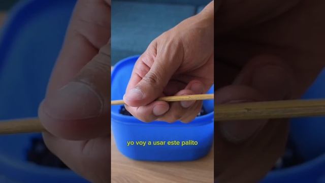 Trasplante de la Paleta de pintor#plants #plantindoor #Viral #plantas #plantacolorida #hypoestes смотреть онлайн