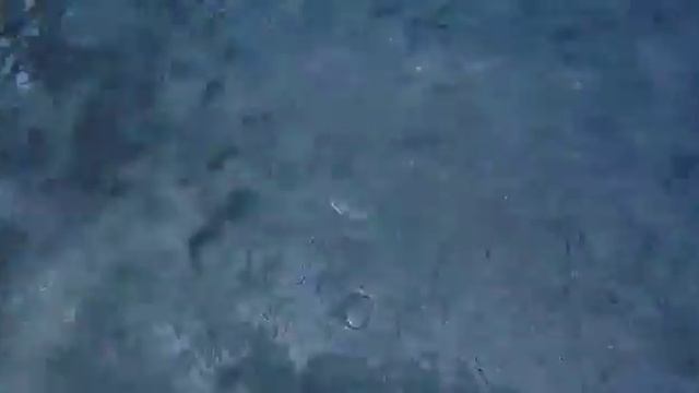 Buceo Puerto Aventuras con Len B. y Martin Catzim смотреть онлайн