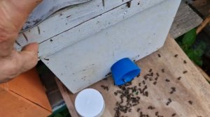 Апи-станзоль, опасна для пчёл.