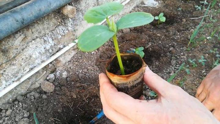 ПОСАДКА И ПЕРЕСАДКА ОГУРЦОВ: Сделайте так и от урожая не будет отбоя