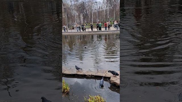 #ПаркДинамо #Воронежскиепарки #утки #уточки #Воронеж #отдыхвпарке #прогулка в парке #отдыхвпарке #па