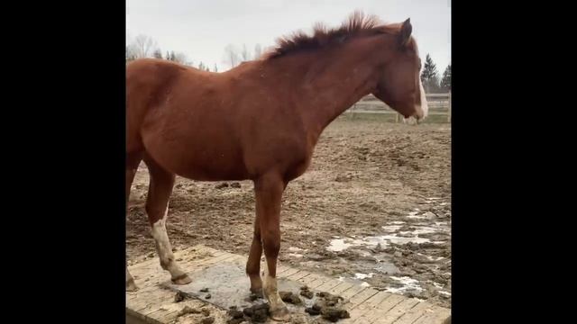 4 Year Foal Transformation: My Homebred Foal Grows Up смотреть онлайн