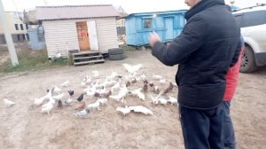 Бакинские голуби Армена.🕊🕊🕊 г.Орёл.